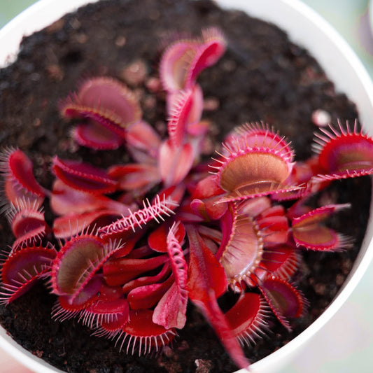 Red Venus Flytrap | Heirloom Non-GMO Herb Seeds for Home Gardens
