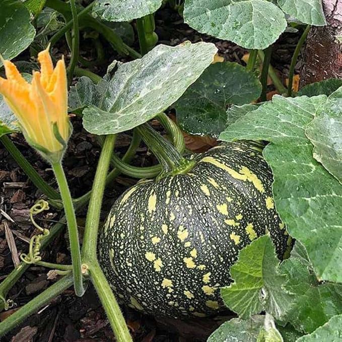 Rican Pumpkin Cucurbita spp Plant Seeds for Planting in Garden for Planting, Premium Seeds | Heirloom Non-GMO