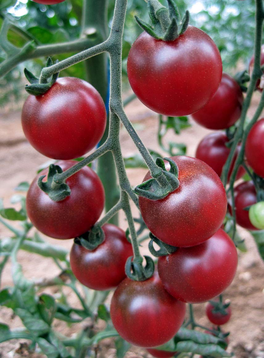 Rosella Tomato Seeds for Planting Solanum Lycopersicum vegetable patch balcony garden for Planting, Premium Vegetable Se