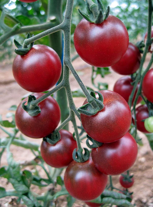 Rosella Tomato Seeds for Planting Solanum Lycopersicum vegetable patch balcony garden for Planting, Premium Vegetable Se