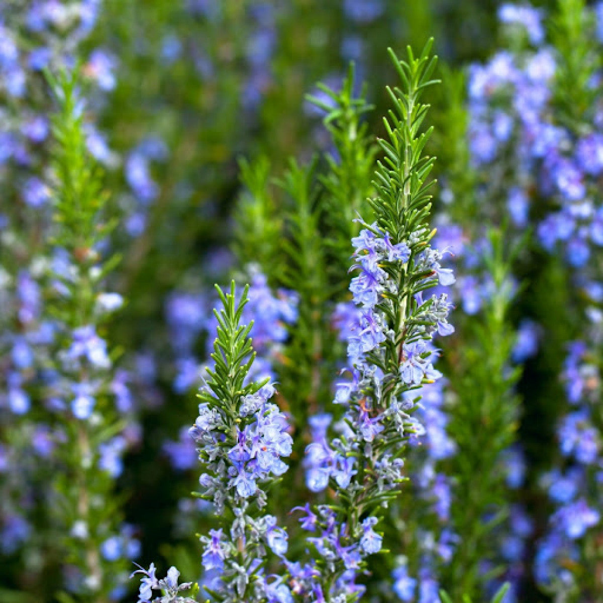 Rosemary Herb Seeds | Heirloom Non-GMO Herb Seeds for Home Gardens