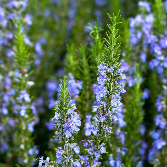 Rosemary Herb Seeds | Heirloom Non-GMO Herb Seeds for Home Gardens