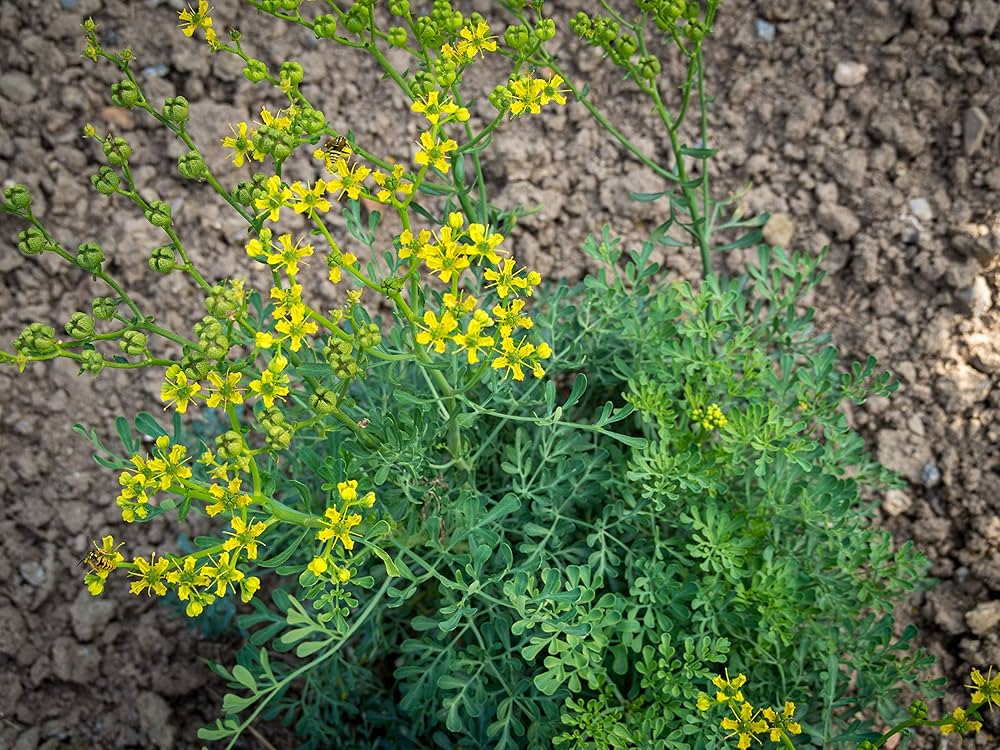 Rue Ruta graveolens Herb Plant Seeds | Heirloom Non-GMO Herb Seeds for Home Gardens