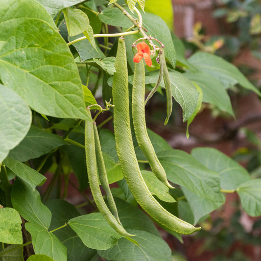 Runner Bean Seeds ¨C Climbing Pole Variety