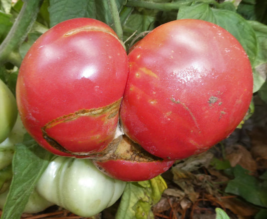 Rebel Yell Tomato Solanum lycopersicum Seeds for Planting in Vegetable Patch for Planting, Premium Vegetable Seeds | Hei