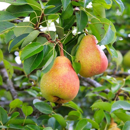 Sand Pear Pyrus pyrifolia Seeds for Planting in Home Orchard and Farm Garden Fruit Seeds for Home Gardens, Containers & Outdoor Growing