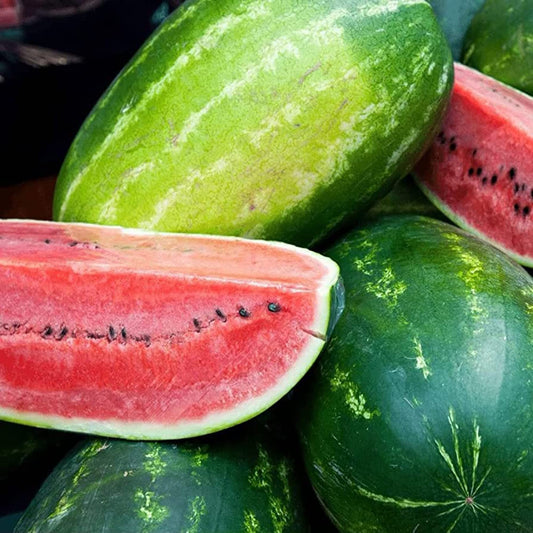 Sangria Hybrid Citrullus Lanatus Watermelon Seeds Fruit Seeds for Home Gardens, Raised Beds & Outdoor Growing