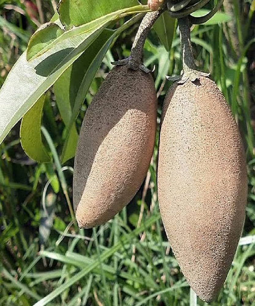 Sapodilla Manilkara Zapota Fruit Seeds Fruit Seeds for Home Gardens, Containers & Outdoor Growing