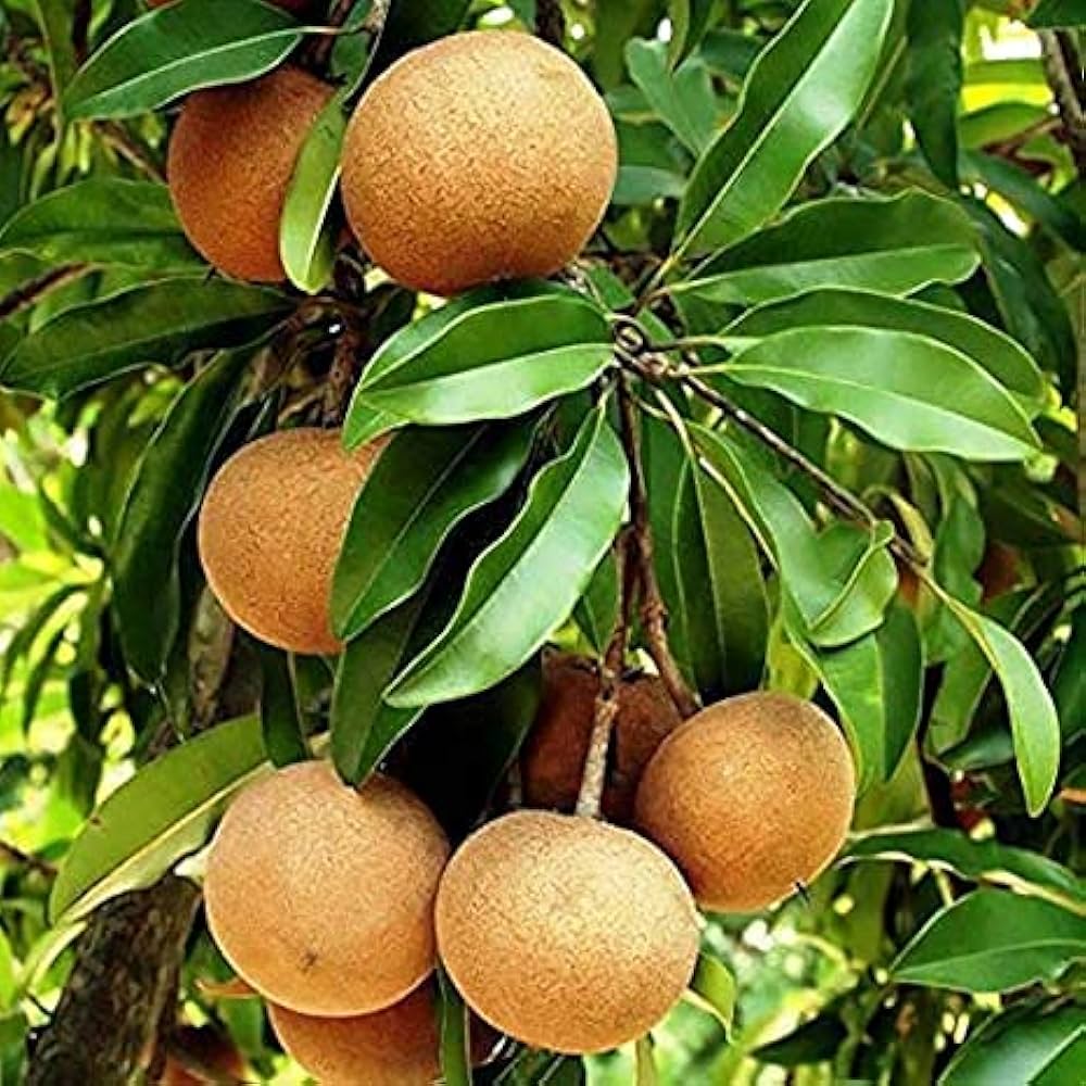 Sapota Seeds for Planting Manilkara Zapota fruit patch tropical garden Fruit Seeds for Home Gardens, Containers & Outdoor Growing