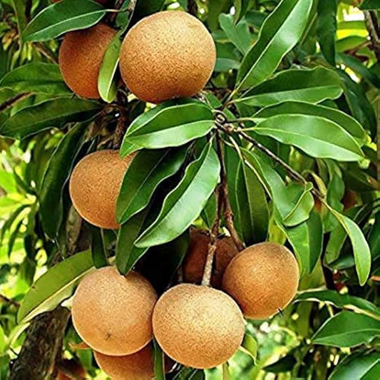 Sapota Seeds for Planting Manilkara Zapota fruit patch tropical garden Fruit Seeds for Home Gardens, Containers & Outdoor Growing
