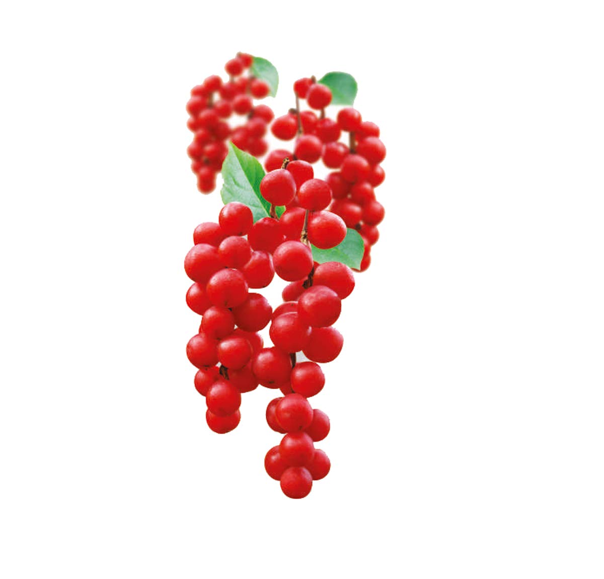 Chinese Magnolia Vine Seeds for Planting Schisandra Chinensis edible landscape shade garden Fruit Seeds for Home Gardens, Containers & Outdoor Growing