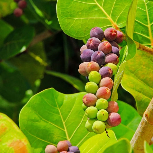 Seagrape Fruit Cocoloba uvifera Seeds for Planting in Coastal Garden & Landscape Fruit Vine Seeds for Home Gardens, Trellises & Outdoor Growing