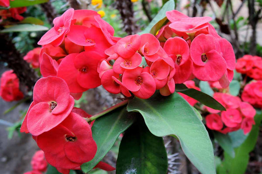 SHENOT CROWN OF THORNS Euphorbia milii Pumpkin Plant Seeds for Planting in Garden for Planting, Premium Seeds | Heirloom