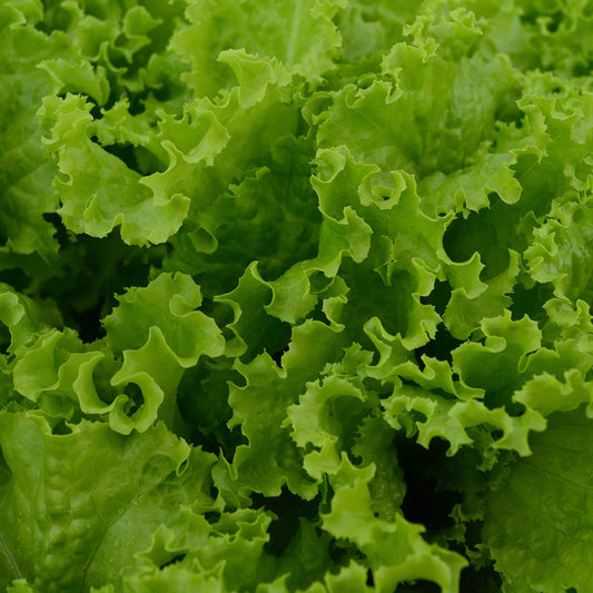 Slobolt Lettuce Salad Greens Vegetable Seeds for Planting, Premium Vegetable Seeds | Heirloom Non-GMO