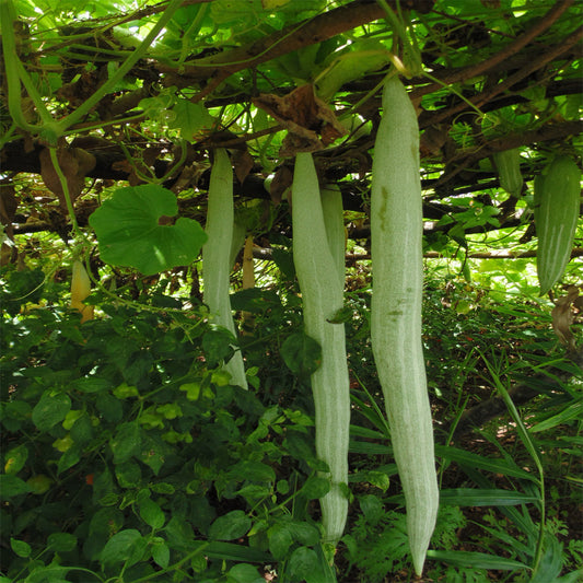 Snake Gourd Seeds for Planting Trichosanthes Cucumerina trellis vegetable patch for Planting, Premium Seeds | Heirloom N