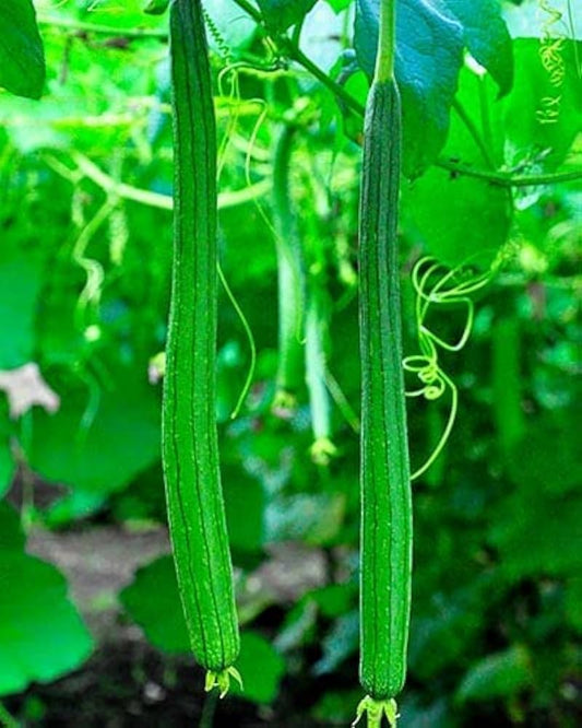 Snake Gourd Trichosanthes Cucumerina Seeds for Planting, Premium Seeds | Heirloom Non-GMO
