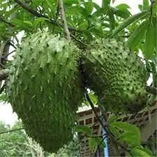 Giant Soursop Annona muricata Tropical Fruit Seeds for Planting in Tropical Garden Heirloom Non-GMO Seeds