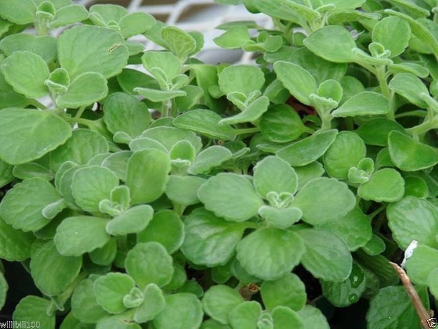Spanish Thyme Plectranthus amboinicus Plant Seeds | Heirloom Non-GMO Herb Seeds for Home Gardens
