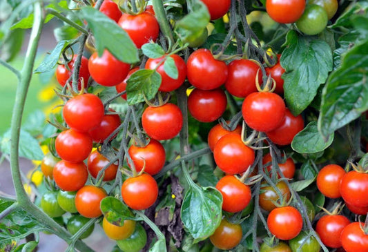 Spanish Tomato Seeds for Planting Solanum Lycopersicum urban garden vegetable bed for Planting, Premium Vegetable Seeds