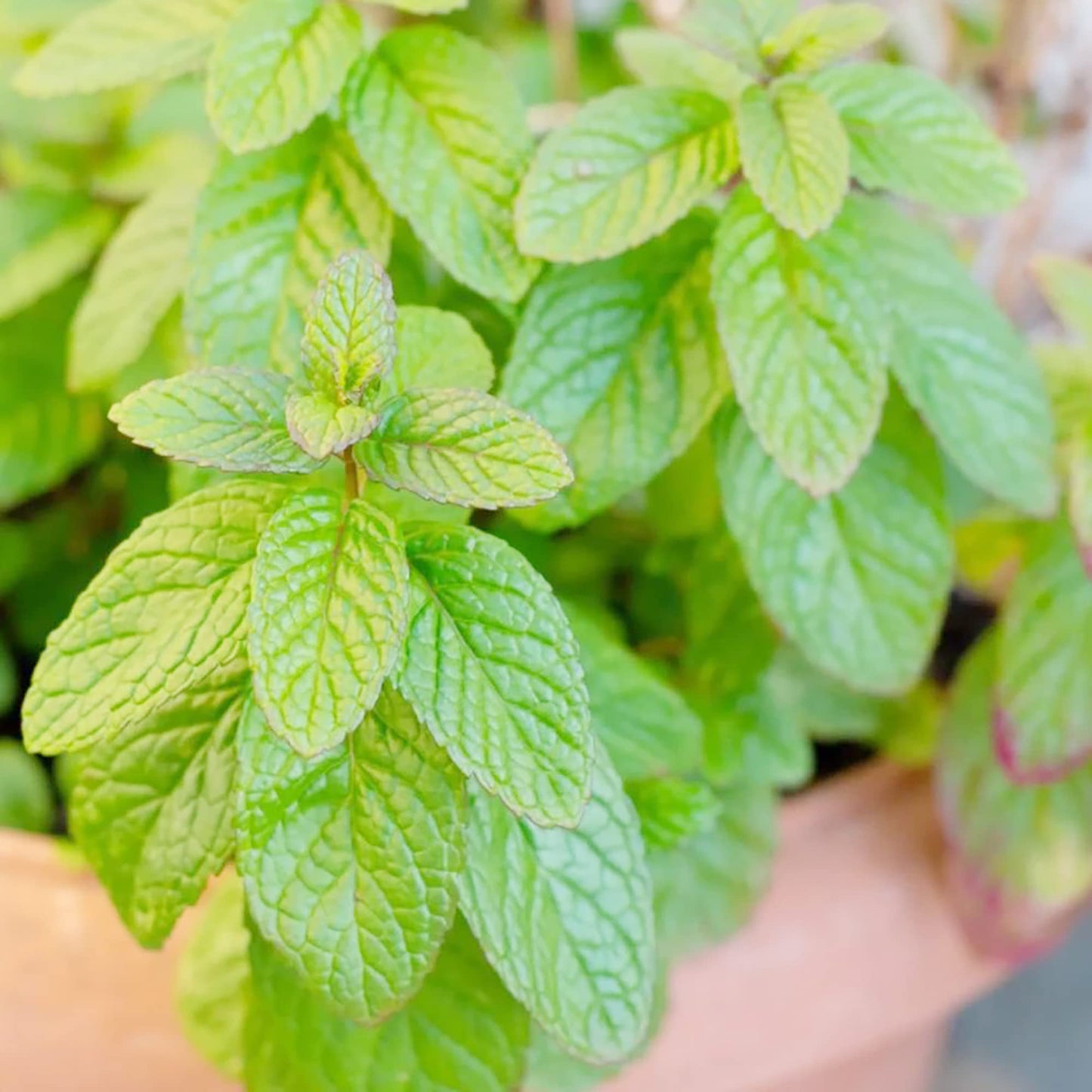 Spearmint Mentha spicata Herb Plant Seeds for Planting, Premium Vegetable Seeds | Heirloom Non-GMO