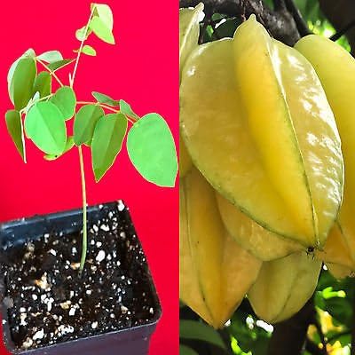 Delicious Star Fruit Averrhoa carambola Fruit Seeds for Planting in Tropical Garden Fruit Seeds for Home Gardens, Containers & Outdoor Growing