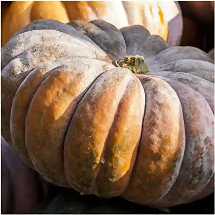 Fairytale Pumpkin Cucurbita pepo Plant Seeds for Planting in Garden for Planting, Premium Seeds | Heirloom Non-GMO
