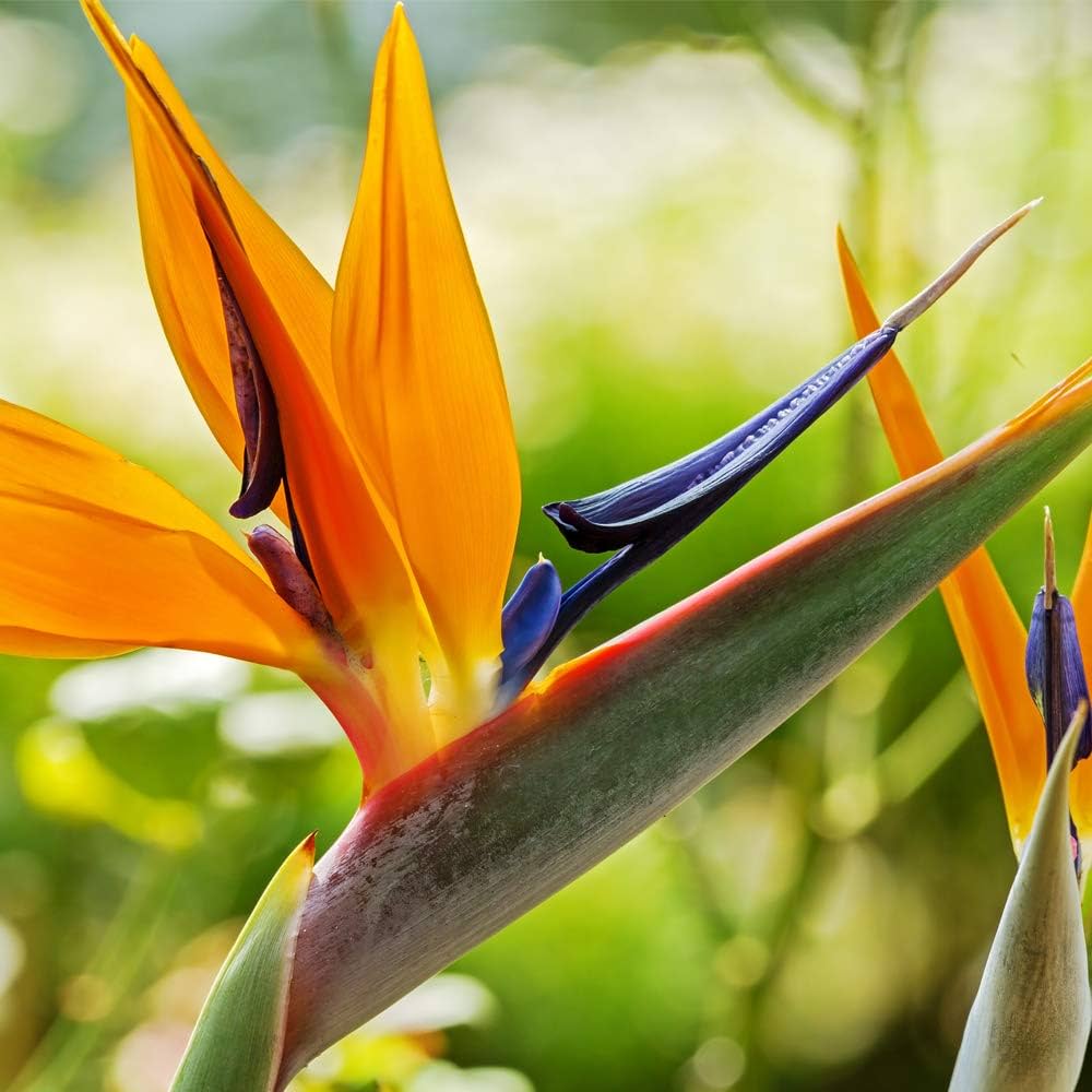 Strelitzia Bird of Paradise Strelitzia reginae Seeds for Planting in Urban Garden Heirloom Non-GMO Seeds