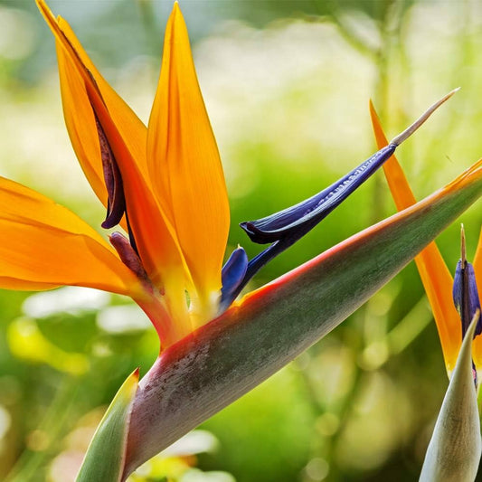 Strelitzia Bird of Paradise Strelitzia reginae Seeds for Planting in Urban Garden Heirloom Non-GMO Seeds