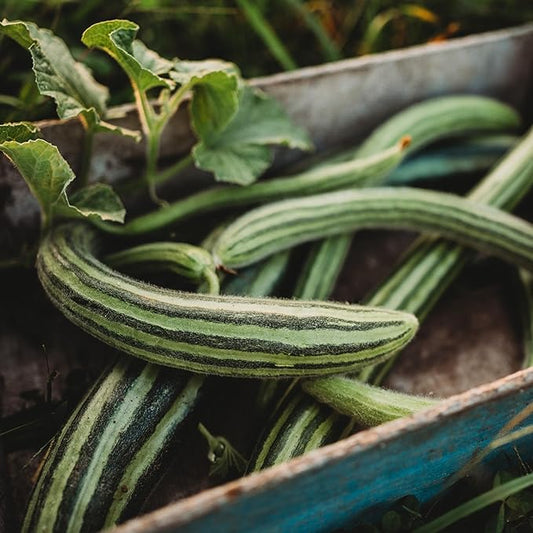 Striped Armenian Cucumber Cucumis melo Vegetable Seeds for Planting in Garden for Planting, Premium Vegetable Seeds | He