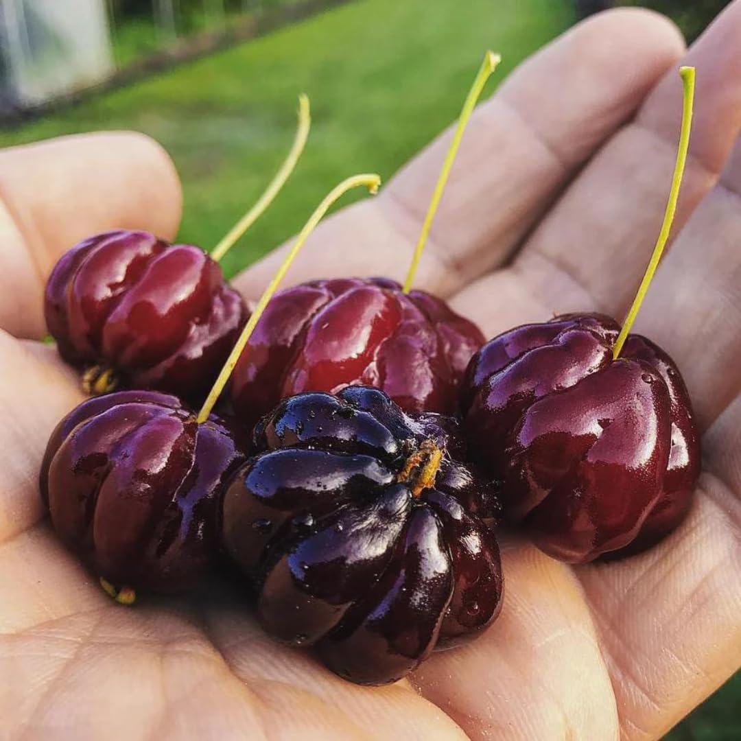 Suriname Cherry Eugenia uniflora Seeds for Planting in Patio Garden and Home Orchard for Planting, Premium Seeds | Heirl