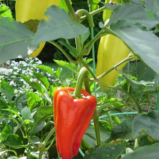 Sweet Marconi Pepper Capsicum annuum Seeds for Planting in Vegetable Patches for Planting, Premium Vegetable Seeds | Hei
