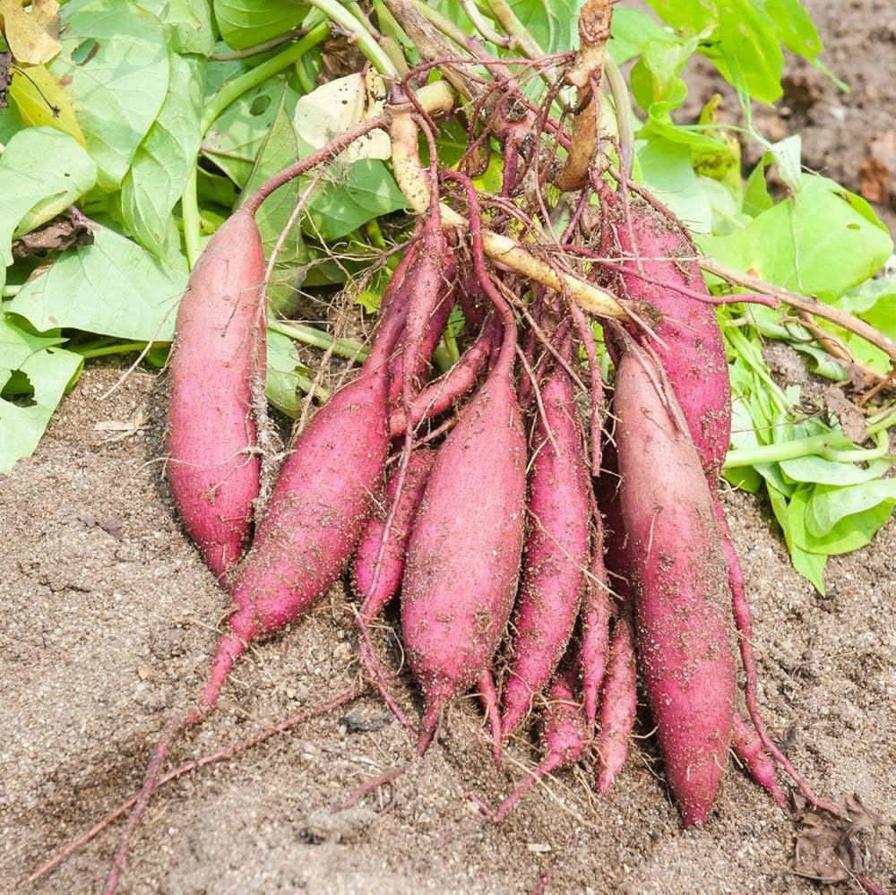 Sweet Potato (Ipomoea batatas) Seeds for Planting in Vegetable Patch and Backyard Farm for Planting, Premium Seeds | Hei