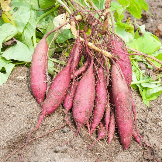 Sweet Potato (Ipomoea batatas) Seeds for Planting in Vegetable Patch and Backyard Farm for Planting, Premium Seeds | Hei