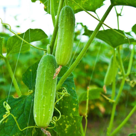 Thai Cucumber Cucumis sativus Seeds for Planting in Urban Garden and Vegetable Patch for Planting, Premium Vegetable See