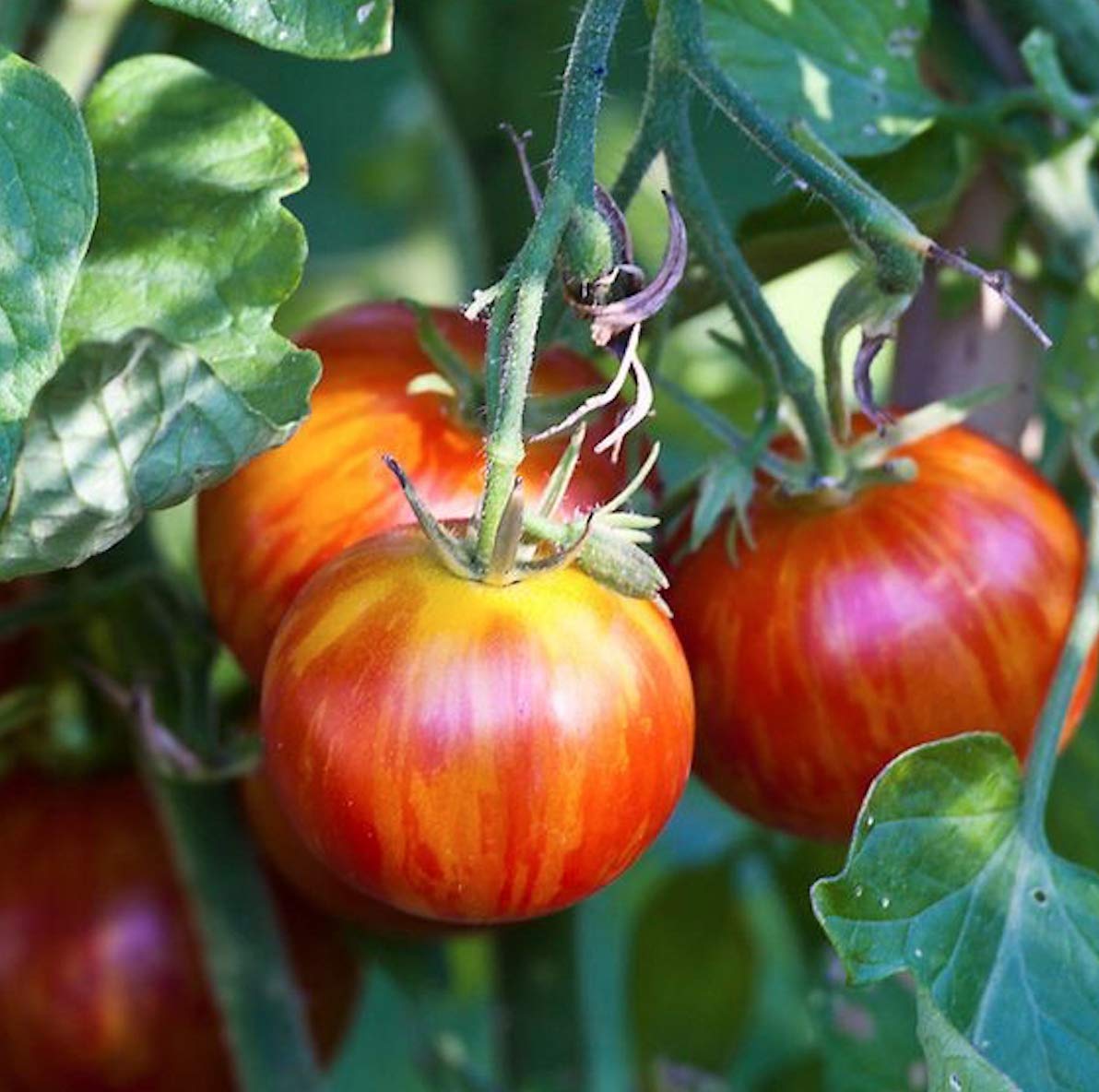 Tigerella Tomato Solanum lycopersicum Seeds for Planting in Vegetable Patch and Home Garden for Planting, Premium Vegeta
