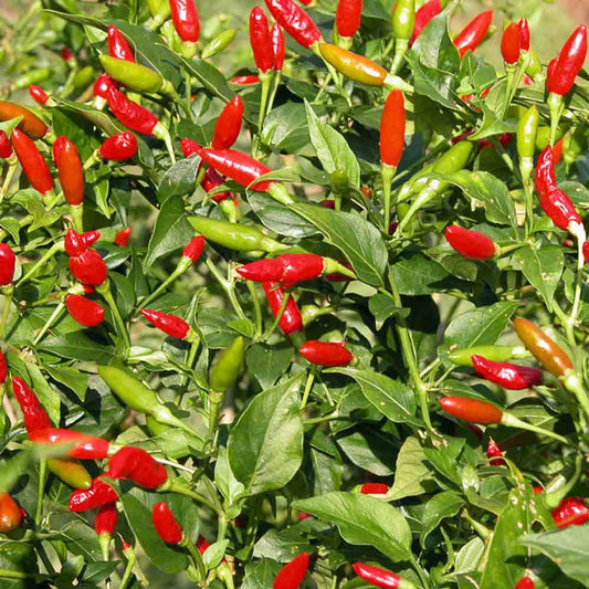 Tobasco Pepper Capsicum frutescens Pepper Seeds for Planting in Garden for Planting, Premium Vegetable Seeds | Heirloom