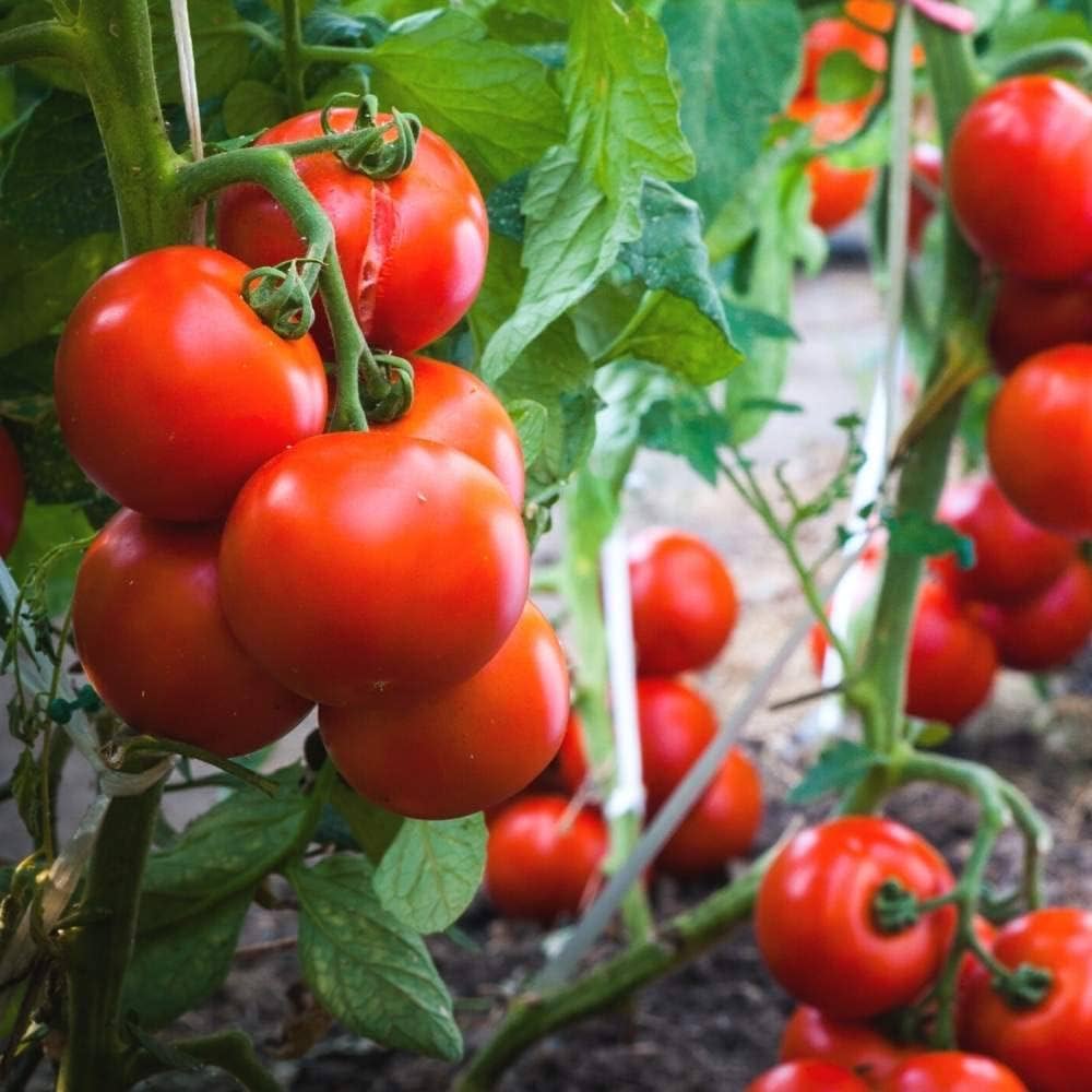 Tomato Solanum lycopersicum Seeds for Planting in Vegetable Patch and Home Garden for Planting, Premium Vegetable Seeds