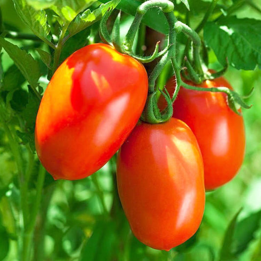 Tomato Seeds for Planting Solanum Lycopersicum vegetable patch backyard garden for Planting, Premium Vegetable Seeds | H