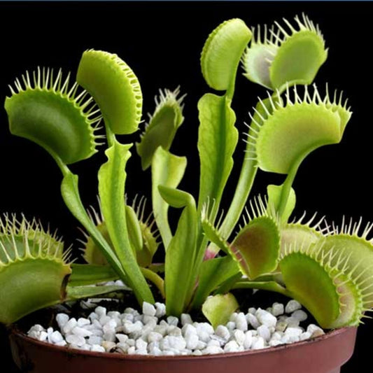Venus Flytrap Seeds | Heirloom Non-GMO Herb Seeds for Home Gardens