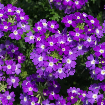 SemiTrailing Verbena Flower seeds for Planting Compact Growth Heirloom & GMO Free Seeds for Home Garden