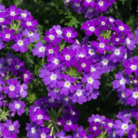 SemiTrailing Verbena Flower seeds for Planting Compact Growth Heirloom & GMO Free Seeds for Home Garden