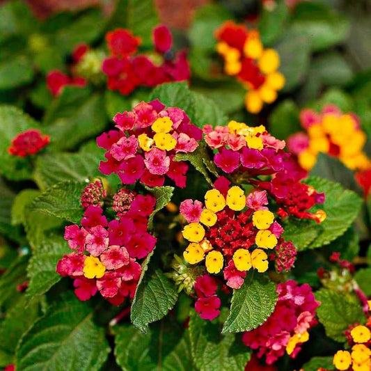 Lantana Camara Flower Seeds for Planting for Butterfly Gardens Heirloom Non-GMO Seeds