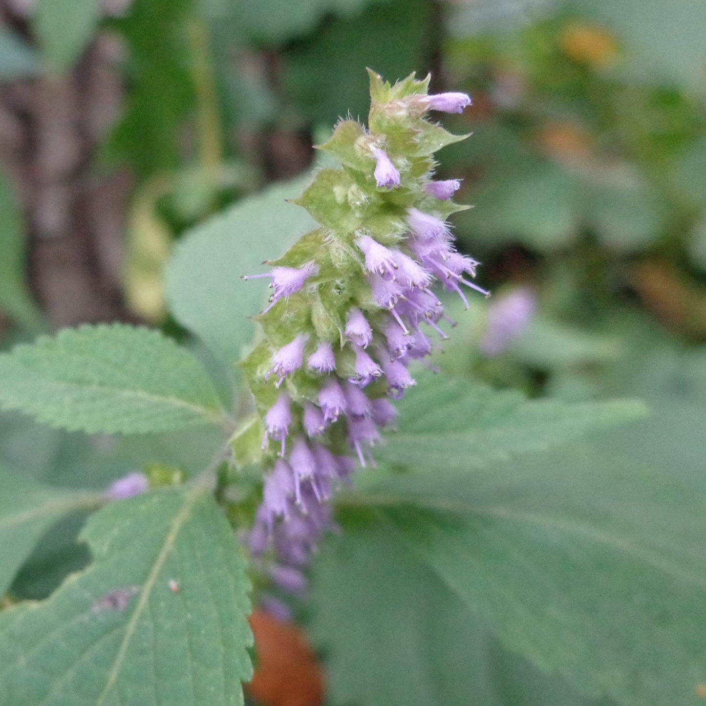 Vietnamese Mint Persicaria odorata Plant Seeds | Heirloom Non-GMO Herb Seeds for Home Gardens