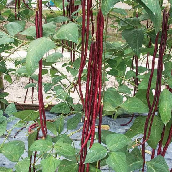 Chinese Bean Seeds for Planting Vigna Unguiculata vegetable patch backyard garden for Planting, Premium Vegetable Seeds