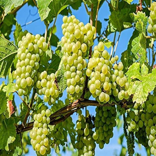 Sauvignon Blanc Wine Grape Vitis vinifera Fruit Seeds Fruit Vine Seeds for Home Gardens, Trellises & Outdoor Growing