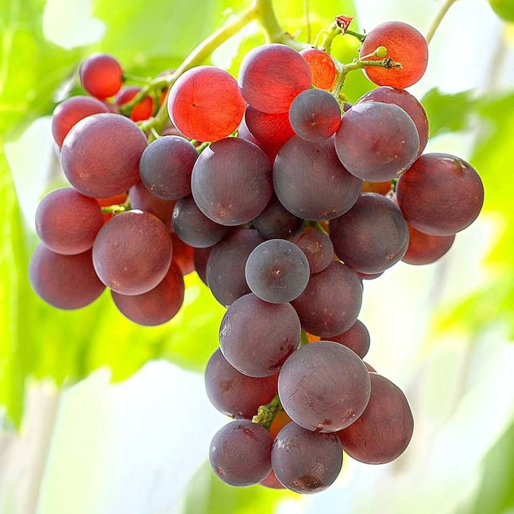 Grape Vitis vinifera Fruit Seeds for Planting for Orchard Fruit Vine Seeds for Home Gardens, Trellises & Outdoor Growing