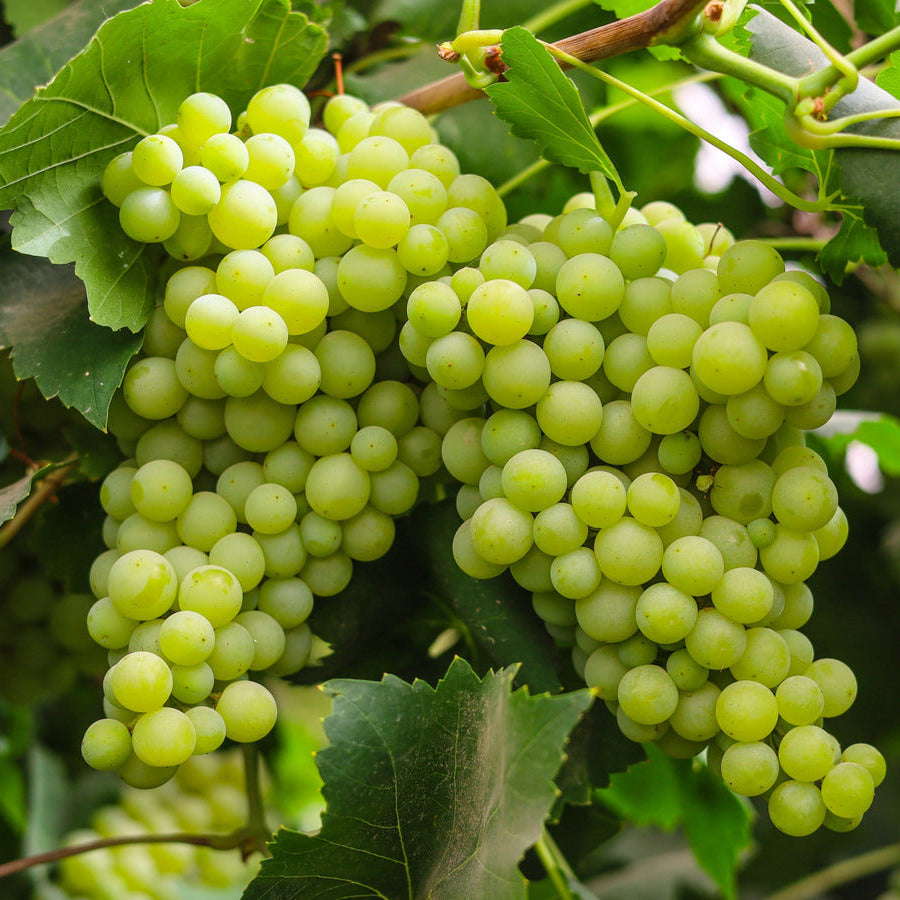 Green Grape Seeds Fruit Vine Seeds for Home Gardens, Trellises & Outdoor Growing