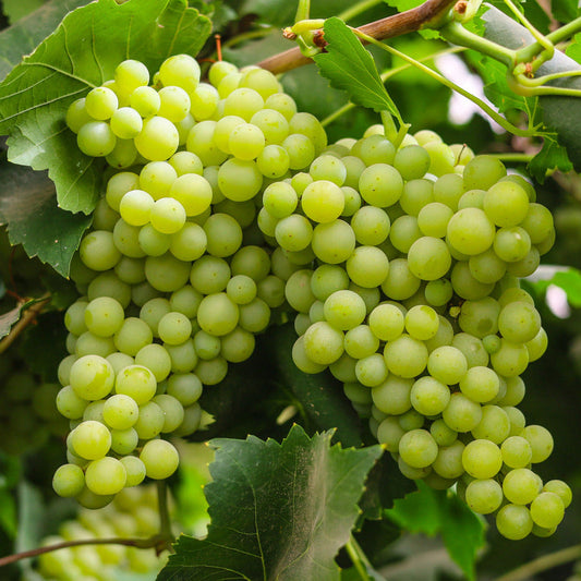 Green Grape Seeds Fruit Vine Seeds for Home Gardens, Trellises & Outdoor Growing