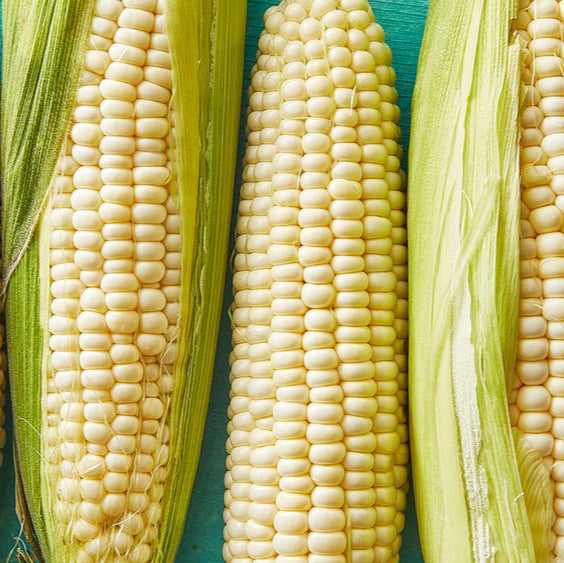 Silver Queen Corn Seeds - Hybrid Sweet Variety for Planting, Vegetable Seeds | Heirloom Non-GMO