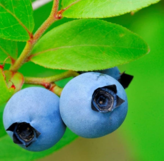 Wild Blueberry Vaccinium angustifolium Seeds for Planting in Edible Gardens Perennial Fruit Seeds for Home Gardens, Raised Beds & Containers